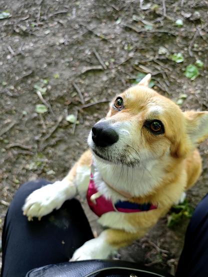 Canis lupus pembrokensis, her front paws perched on a human knee, holding her upright so she can get closer to the treat that's in play just outside the camera frame. There are dusty paw prints on the human's black trousers.