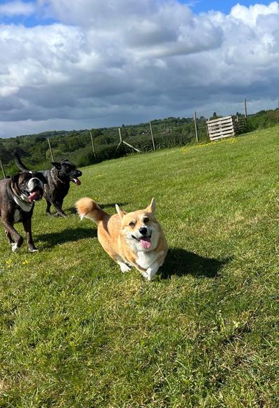 Canis lupus pembrokensis, tongue out, happy face on the grassy field at doggy day care. Two larger black dogs provide an escort at a professional distance behind her.