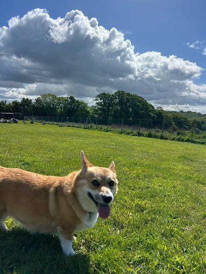 Canis lupus pembrokensis, against a grassy field and a blue sky filled with some dramatic clouds, tongue out.
