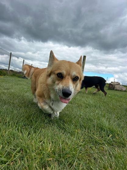 Canis lupus pembrokensis, making a discrete mlem against a sky full of ominous clouds.