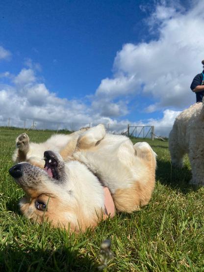 Canis lupus pembrokensis, on her back in the grass, rolling in celebration.