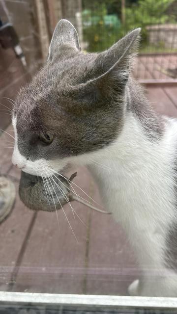 Grey and white cat with a field mouse in his mouth.