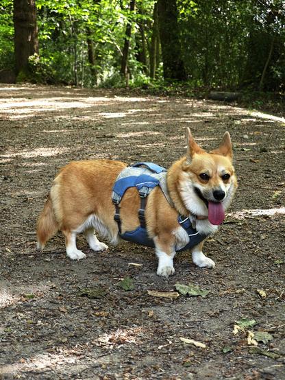 Canis lupus pembrokensis, standing on a wide forest path under blessed tree cover, wearing a white and baby blue cooling harness and nonetheless panting hard, tongue maximally out for optimal heat exchange.