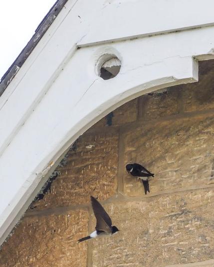 House martins investigate the gable of a stone-built house as a possible nesting site. One is almost hidden, clinging to the wall behind the barge-board. Another is clinging on to the wall below it and a third flies by.
