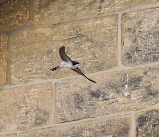 A single house martin passes the wall.
