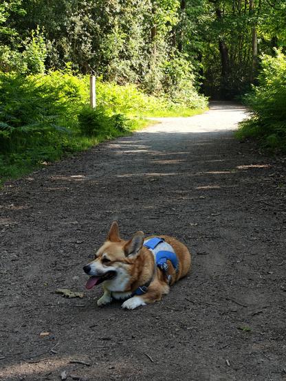 Canis lupus pembrokensis, in her white and baby blue cooling harness, on a shaded woodland path, lying down on the ground panting from exhaustion. In the background, a bit of the path is bathed in scorching sunlight. She does not want to go that way.