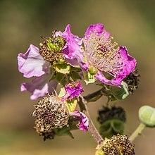 rubus ulmifolius flower, pink and yellow