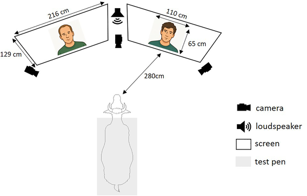 Illustration from the linked article describing an experiment to let a cow show that it recognises a face.