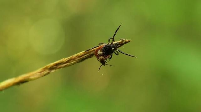 Photo of a small tick on the back of its mother [assumed] tick on the end of a plant's stem. Photo by Angelino Desmet; https://www.smetterling.eu