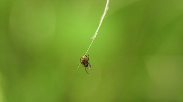 A tick hanging onto a less than a millimetre thin plant stem with its hind legs.