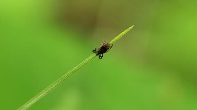 An idling tick with its front four legs hugging the plant stem.