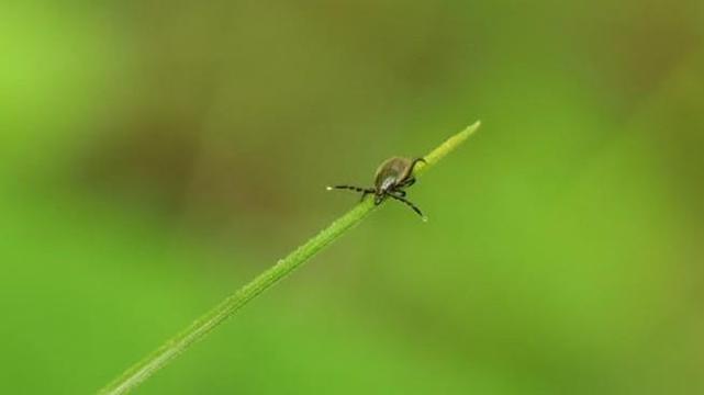 A tick opening up its front two legs, due to sensing movement, ready to latch on to a host.