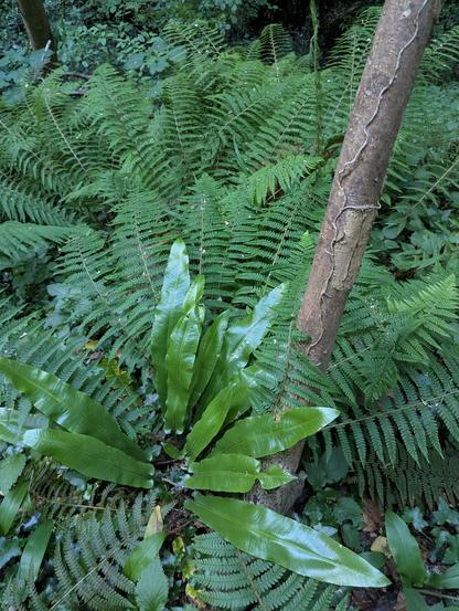 Rain forest-like vegetation. Ferns and other leaves that all seem to start from the same cemter point. A trunk in the middle exits the picture frame in diagonal.