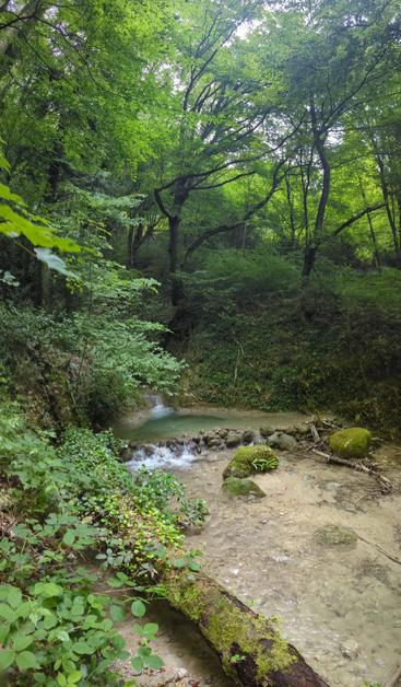 Dense forest with a spring in the middle. A line of rocks behaves as a dam and creates a blueish pond behind.