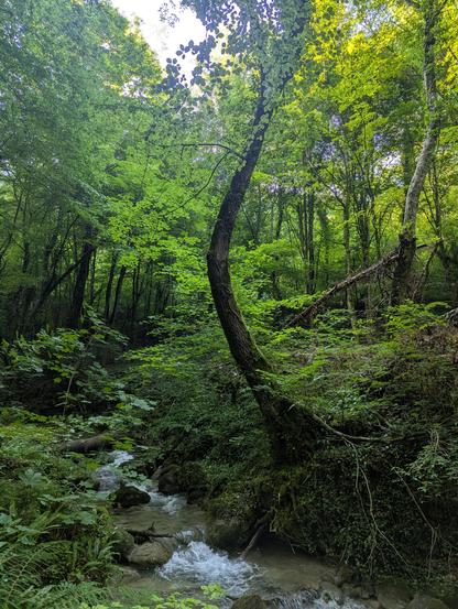 Dense forest with a lively stream winding in the middle. On the right bank, there is a curved tree shaped like a bow.