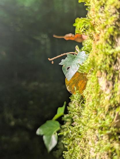 Close up picture of a tree trunk covered in moss with a few ivy leaves, brightly lit. Darker green blurry forest in the background.