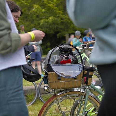 Photograph of a tuxedo cat directly facing the camera wearing a red bowtie laying down in a cat house in the basket on the front of a teal bicycle with red tires and tan sidewalls.