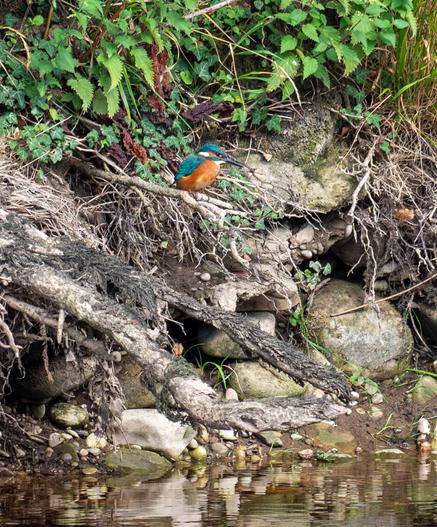 A kingfisher perched on a tree root on a riverbank.