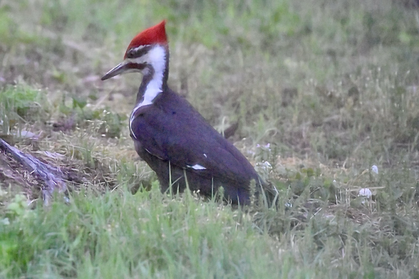 Large woodpecker. Mostly black, with red crest and bold white stripes on head and neck.