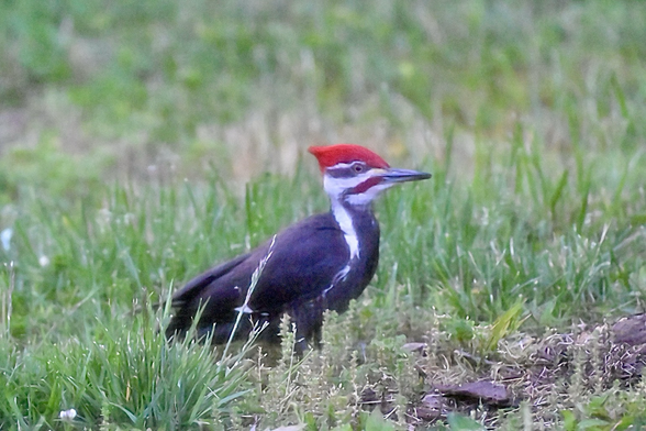 Large woodpecker. Mostly black, with red crest and bold white stripes on head and neck.