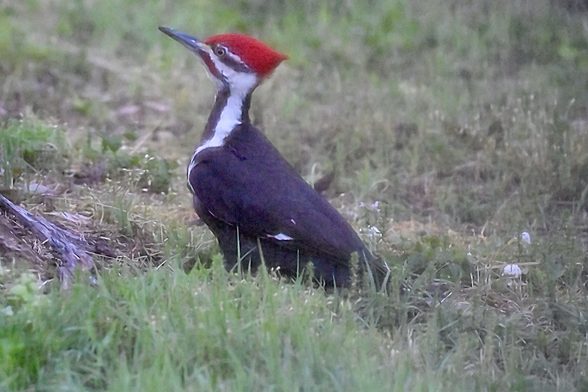 Large woodpecker. Mostly black, with red crest and bold white stripes on head and neck.
