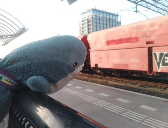 Blåhaj looking at freight train (DB-branded)