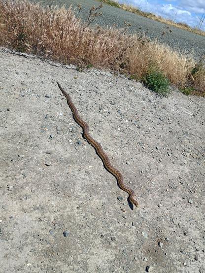 A gopher snake, about 120cm, stretched out on a gravel road
