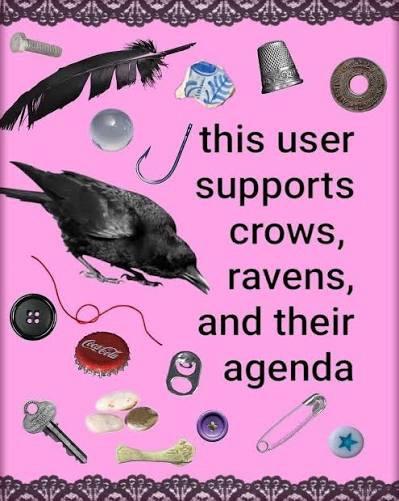 This user supports crows, ravens, and their agenda