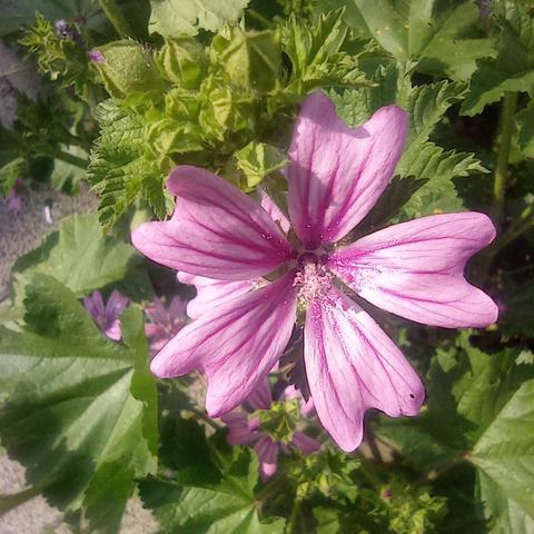 Fleur rose sur fond de feuillage, 5 pétales striés de mauve. Les bouts de pétales sont bilobés