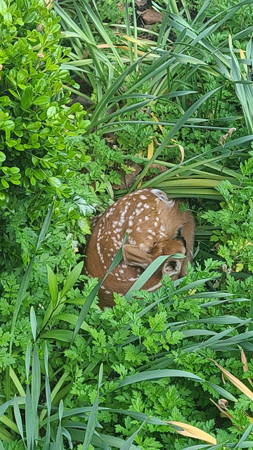 Photo of a small North American white tail deer under 10 kilos nesting in a bed of greens.
