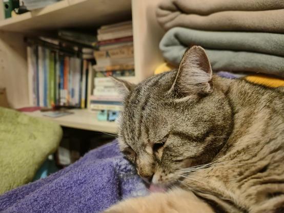 A close-up photograph features a grey and brown tabby cat positioned near a wooden bookshelf. The cat's head is lowered toward a textured purple fabric in the foreground, with a soft green object partially visible on the left. In the background, a bookshelf contains books with various colored spines and a stack of folded grey and beige fabrics.