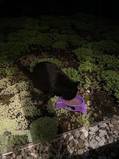 A black cat is enjoying some treats, eating from a purple receptacle sitting on a green roof.