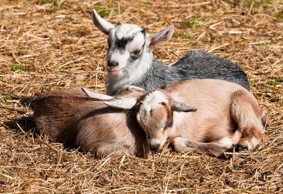 Two goat kids curled up together at the Cedarock Historical Farm in Alamance County. (Author LFLamb, released under CC BY SA 2.0)