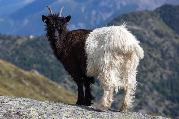 A young Valais Blackneck Goat on a rock, in the mountains. The goat show its back to the viewer but is facing them with its head. In the background, blurred and tinged with blue, are the Alps.

The colouring of the coat is distinctive: coal black from the nose to behind the shoulder and snow white from there to the tail; the division between the two colours is clearly defined, and should be within ±3 cm of the point where the last rib meets the spine. The fore hooves are black, the hind ones pale.