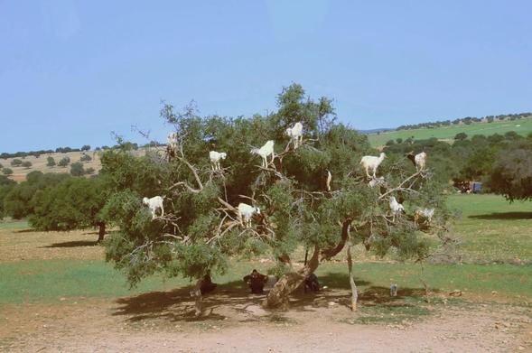 https://commons.wikimedia.org/wiki/File:Argan-1-CTH.JPG

11 or 12 goats perched in an Argan tree in Morocco.