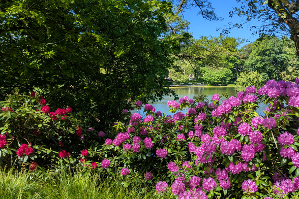 zwei große Rhododendronbüsche in rot und pink, dahinter Bäume und ein kleiner See