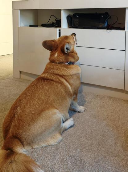 Canis lupus pembrokensis, sat in front of a wide white cupboard with an open top shelf containing a Steam Deck standing in its dock. Her snout is pointing right at it, to signal she wants it. She does not actually want it, she wants the bull's pizzles she knows we keep in the closed drawer immediately below it.