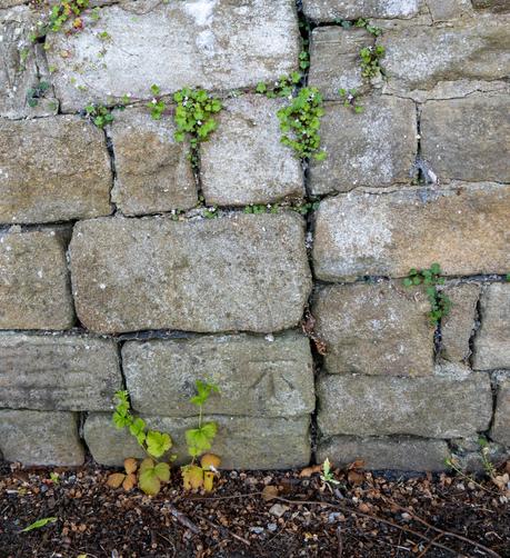 Photo - old stone wall with an old Ordnance Survey benchmark at its base.