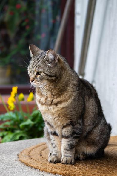 A tabby cat with brown, grey, and black stripes sits on a brown doormat. The cat has a light-colored muzzle and long white whiskers, looking toward the left side of the frame. To the left, there is green foliage with small yellow flowers. The doormat rests on a grey stone or concrete surface. A blurred, dark background and a light-colored vertical structure are visible behind the cat.