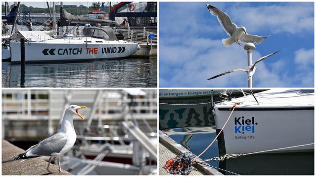 Bildkollage:
Oben links: der weiße Rumpf eines Segelbootes mit der Aufschrift "Catch the wind"
Oben rechts: 2 Silbermöwen im Flug vor einem weißen Mast, der Himmel ist blau mit weißen Wölkchen
Unten links: Eine  Silbermöwe steht auf der Kaikante und hat den Schnabel weit aufgerissen (rufend), dahinter verschwommen der Steg der Reventloubrücke
Unten rechts: Der weiße Bug eines Segelbootes, das am Steg vertäut ist. Am Bug ist die Aufschrift "Kiel Sailing City"