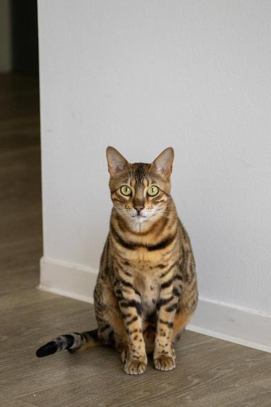 A medium-sized cat with a spotted and striped coat sits on a light-colored wooden floor. The cat's fur is tan with dark brown or black markings throughout its body and legs. It has large, yellow-green eyes, pointed ears, and a dark nose. Its long tail extends to the left and features dark rings. The background consists of a plain, white wall.