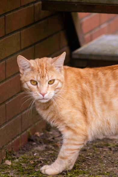 An orange tabby cat walks along a patch of ground next to a dark brick wall. The cat has orange stripes, yellow eyes, a pink nose, and long white whiskers. Its chest and paws are a lighter cream color. To the left is a dark brown brick wall, and a concrete step is visible in the background. The ground consists of dirt, moss, and small green plants