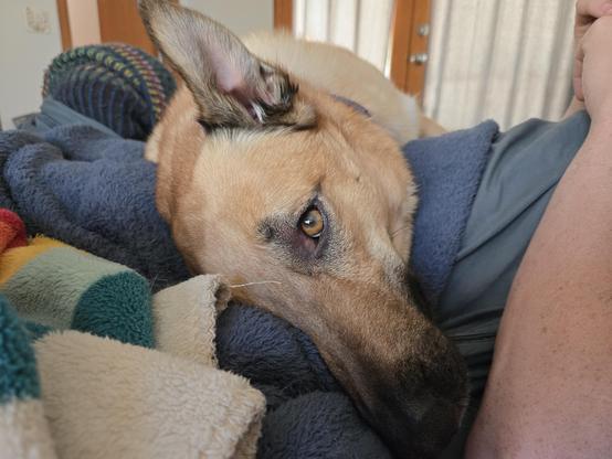 kestrel the golden brown malinois mutt droops his head over someone's lap and looks at the camera with a sad, world-weary expression