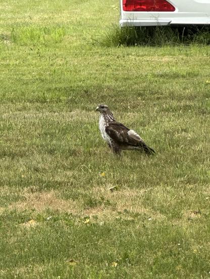 Der Mäusebussard ist ein mittelgroßer, sehr kompakter Greifvogel mit einer Körperlänge von 51 bis 56 cm und einer Flügelspannweite von 110 bis 130 cm. Typisch für ihn sind ein kurzer Hals, breite, abgerundete Flügel und ein verhältnismäßig kurzer, gefächerter Schwanz.

Farbe und Musterung: Das Gefieder ist extrem variabel. Es reicht von dunklem Braun bis hin zu fast reinweißen Tieren. Typischerweise ist die Oberseite braun und die Unterseite heller mit dunklen Flecken oder Bändern