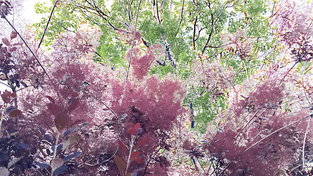 Filter dark purple smokebush with silver-tinged fringes in foreground with lime green oak leaves in background.
