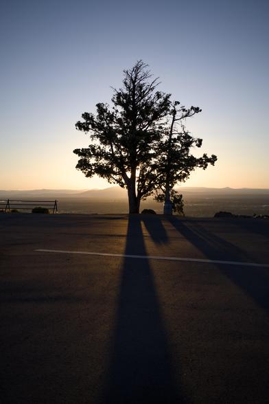 Silhouette of a juniper tree with the sun behind it throwing a long shadow across pavement toward the camera.