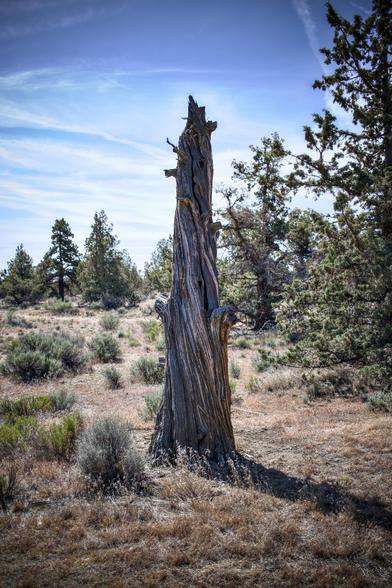 The twisted, colorful, streaky trunk of a dead juniper without limbs. Still reaching into the sky, surrounded by dusty soil and desert scrub and juniper that are more alive.