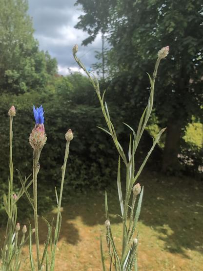 Long stems of cornflower plants with several visible but still-closed buds, except for one bud in the midst of opening, showing hints of petals in the rich, medium blue of a cornflower blossom. The image is predominantly green with the cornflower blue standing out. Background is blurred and shows a mowed lawn and hedges, and a smaller patch of cloudy, blue-gray sky.