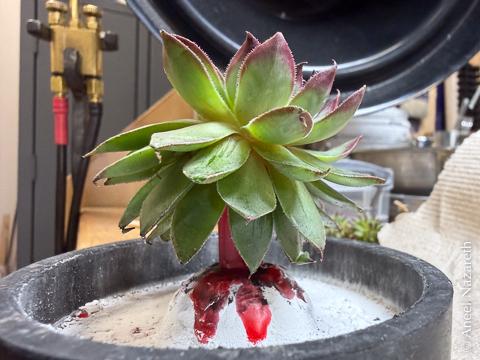 A aloe-like succulent attached to a flask base with sprue wax