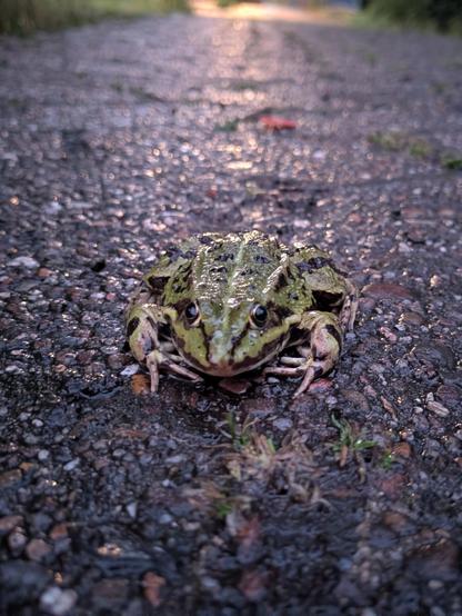 Ein grüner Wasserfrosch sitzt auf einem nassen Weg aus Beton. Der Frosch schaut in die Kamera und hinter ihm ist spiegelt sich Licht auf dem nassen Boden, sodass es wirkt, als säße der Frosch am Anfang eines Lichtstreifens.